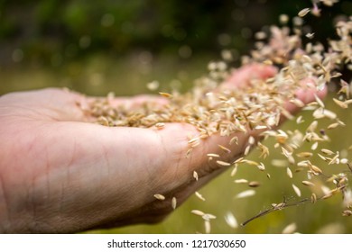 The wind is spreading the seeds over a hand starting a reproduction cycle in spring