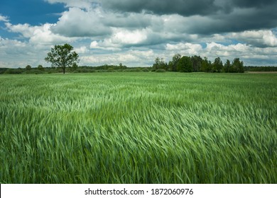 Wind swaying with green grain and clouds on the sky - Shutterstock ID 1872060976