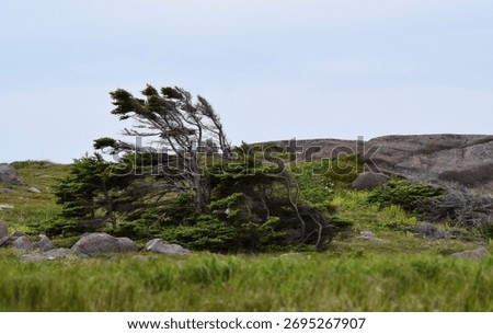 A wind swept tree in a field.