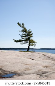 Wind Swept Tree On Georgian Bay In Ontario