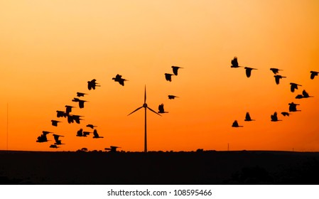 Wind turbine with  Black Cockatoo's in flight at sunset, Australia