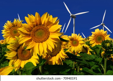 Wind turbines behind a field of sunflowers