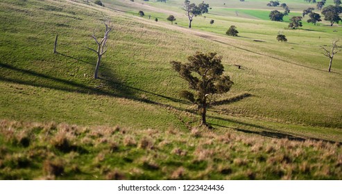 Wind Turbines Shadows Spinning At Sunrise Over An Australian Farm.