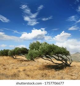 Wind warped olive trees in cretan mountain, Greece
