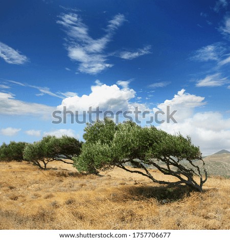 Wind warped olive trees in cretan mountain, Greece