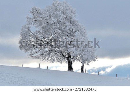 Wind-blown beech trees on snow-covered Schauinsland near Freiburg