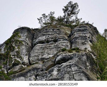 Windblown pine tree growing from top of tall weathered sandstone cliff, photographed from base looking upward, with sandstone, cliff, rock, pine detail, showing tree, erosion, layering, strata context