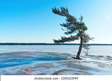 Windblown Pine Tree In Winter