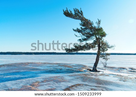 Windblown Pine Tree In Winter