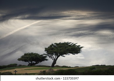 Windblown pine trees under moody sky