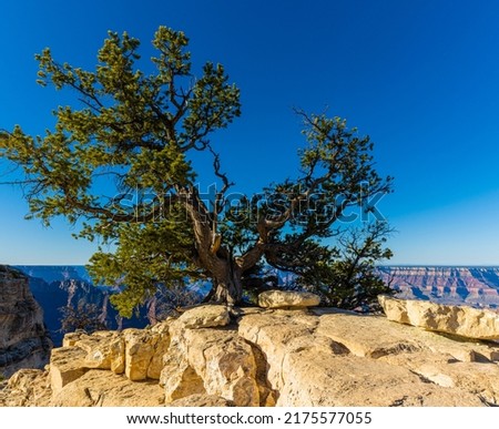 Windblown Pinyon Pine Tree on Bright Angel Point, Grand Canyon National Park, Arizona, USA