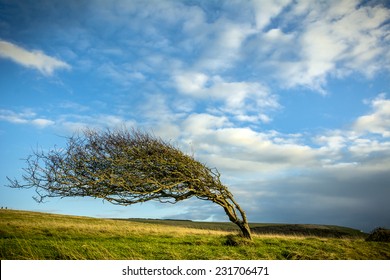 Windblown tree 