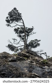 Windblown tree atop a sea stack on Second Beach in Washington State
