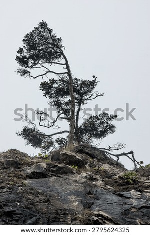 Windblown tree atop a sea stack on Second Beach in Washington State