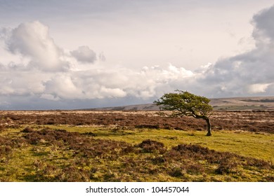 Windblown tree on remote moorland, Exmoor.