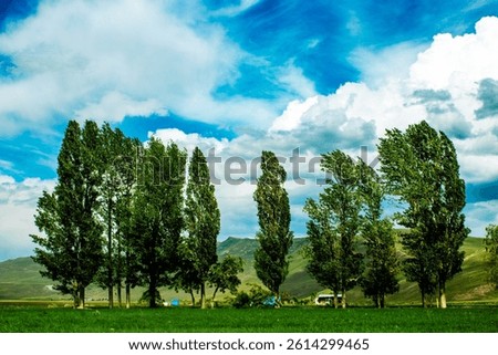 Wind-blown trees under dramatic skies in Erzurum countryside, Turkey