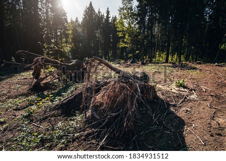 Windbreak in a pine forest - trees that have fallen by the roots - squally wind