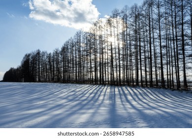 Windbreak and the Sun collaboration