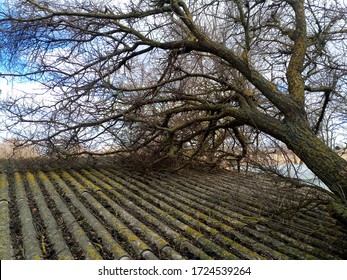 A Windbroken Apricot Tree Fell On The Shed And Broke The Roof.