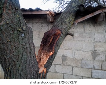 A Windbroken Apricot Tree Fell On The Shed And Broke The Roof.