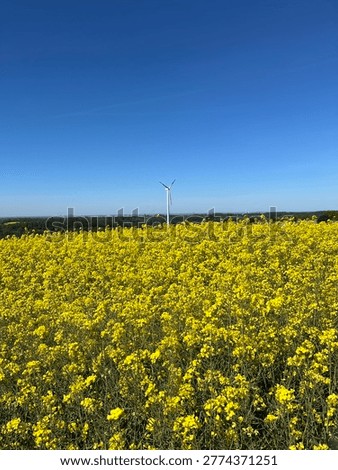 Windenergy windmill i a field of rape