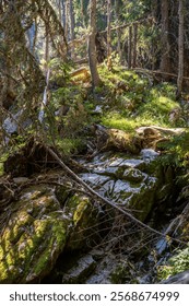 The Windfall. Dense pathless forest with fallen trees in Pirin mountains, Bulgaria.