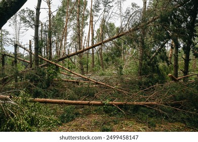 Windfall in forest. Storm damage. Fallen trees in coniferous forest after strong hurricane wind