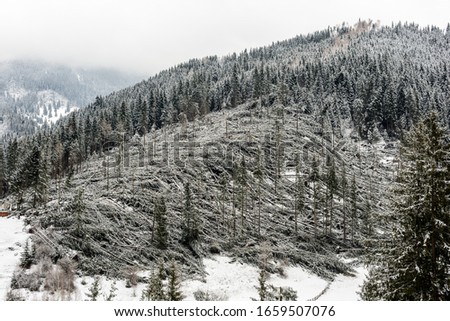 Windfall in forest. Storm damage. Fallen trees in coniferous forest after strong hurricane wind in Romania.