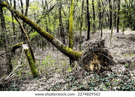 Windfall in forest. Storm damage. Fallen trees in forest after strong hurricane wind.Trees in the forest after a storm.