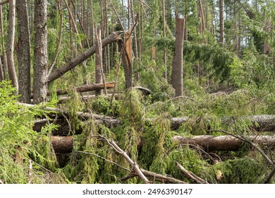 Windfall in a pine forest after a strong storm. Broken trees and torn branches lie. Landscape. Background.