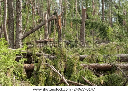 Windfall in a pine forest after a strong storm. Broken trees and torn branches lie. Landscape. Background.