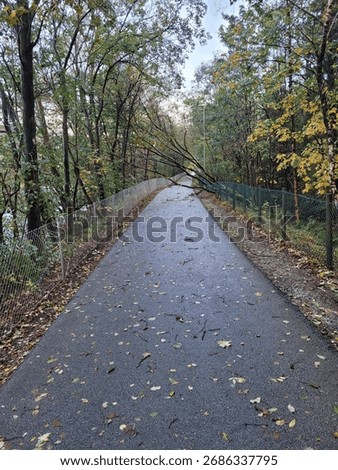 Windfall in the road, leaves are falling down and the treet is fall the road.