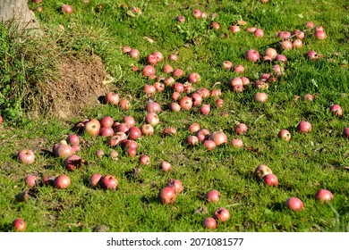 Яблоки Лига Фото
