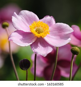 windflower