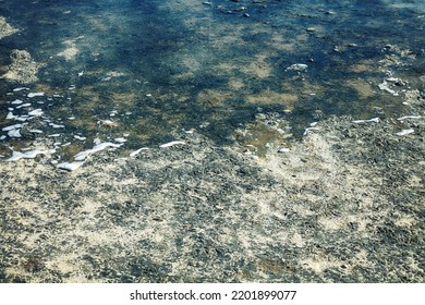 Wind-induced water level fluctuations in the salty shallow bays of the sea. The tide is caused by a strong wind, piled-up water floods the salt marsh