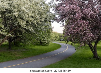Winding asphalt park path between white blooming apple tree and pink flowering crabapple tree. Pathway in Dominion Arboretum in Ottawa, Canada during springtime.