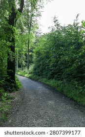 Winding asphalt path through a dense green forest with tall trees and thick bushes on a cloudy summer day. Moody narrow alley in a lush woodland area surrounded by vibrant green vegetation and high tree trunks.