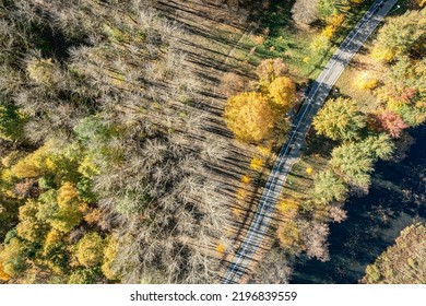 Winding Bicycle Lane Surrounded By Yellow Autumn Trees. Aerial View In Sunny Day.