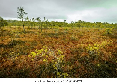 A winding boardwalk pathway traverses a colorful wetland bog landscape filled with sparse pine trees and low vegetation. The scene has a moody, overcast sky - Powered by Shutterstock