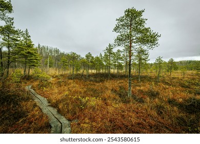 A winding boardwalk pathway traverses a colorful wetland bog landscape filled with sparse pine trees and low vegetation. The scene has a moody, overcast sky - Powered by Shutterstock