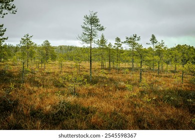 A winding boardwalk pathway traverses a colorful wetland bog landscape filled with sparse pine trees and low vegetation. The scene has a moody, overcast sky - Powered by Shutterstock