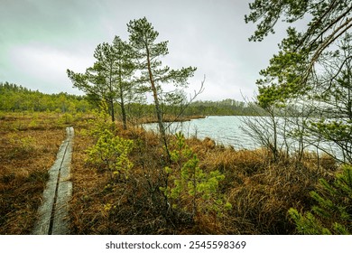 A winding boardwalk pathway traverses a colorful wetland bog landscape filled with sparse pine trees and low vegetation. The scene has a moody, overcast sky - Powered by Shutterstock