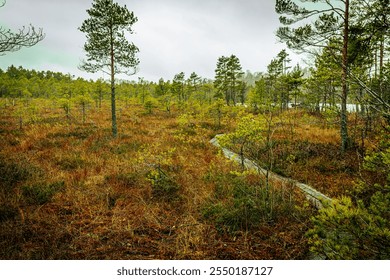 A winding boardwalk pathway traverses a colorful wetland bog landscape filled with sparse pine trees and low vegetation. The scene has a moody, overcast sky - Powered by Shutterstock