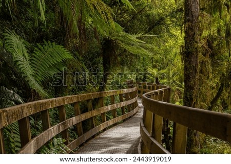 A winding boardwalk surrounded by lush, tropical foliage in New Zealand
