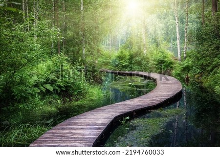 Winding bridge over a forest river. Wooden boardwalk in the green forest. Beautiful hiking trail or footpath across the river illuminated by the sun's rays.