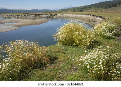 Winding Course Of The Buffalo Fork River Near Moran, In Northern Jackson Hole, Wyoming, With Summer Wildflowers Along The Riverbank. 