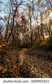 A Winding Creek Covered In Leaves.