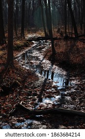 Winding Creek In The Woods