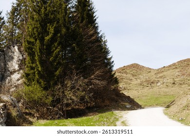 A winding dirt path cuts through the green and brown grassy slopes of Walleralm, bordered by tall evergreen trees under a clear sky - Powered by Shutterstock - Get 15% off with code: PIKWIZARD15