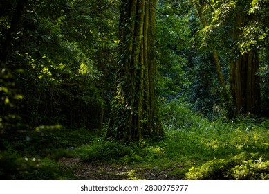 A winding dirt path cuts through a dense, verdant forest with towering trees covered in moss and climbing vines, creating a serene natural corridor ideal for nature, conservation, and wilderness imagery.